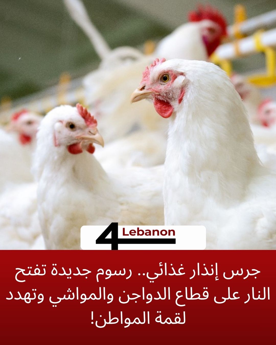جرس إنذار غذائي.. رسوم جديدة تفتح النار على قطاع الدواجن والمواشي وتهدد لقمة المواطن!